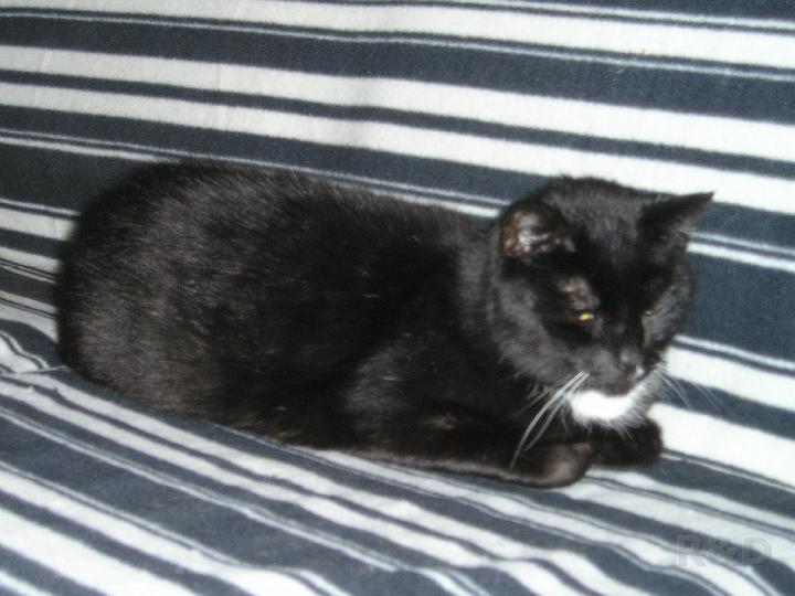 Katten (7).JPG